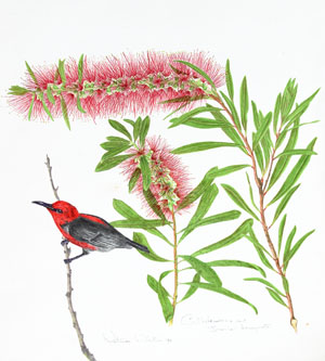 Callistemon and Scarlet Honeyeater