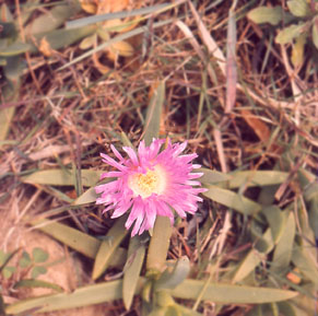 Carpobrotus glaucescens - Pigface.jpg