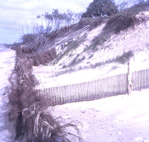 Dicky Beach erosion fence 73