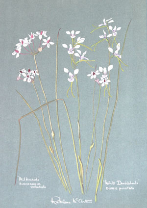 Diuris punetata White doubletails