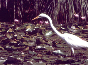 Egret