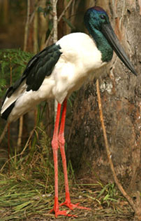 Jabiru