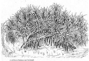 A well know Pandanus near Currimundi Creek