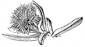 Carpobrotus aequilaterus - Pigface