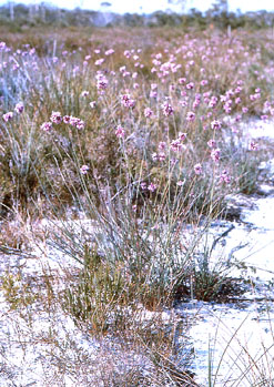 Sowerbaea juncea Vanilla Lily