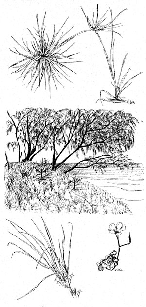 Beach Spinifex, Graceful Sheoak and Goatsfoot