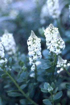 Stackhousia spathulata_Beach Stackhousia