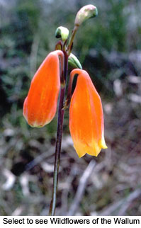 Select to go to Wildflowers of the Wallum